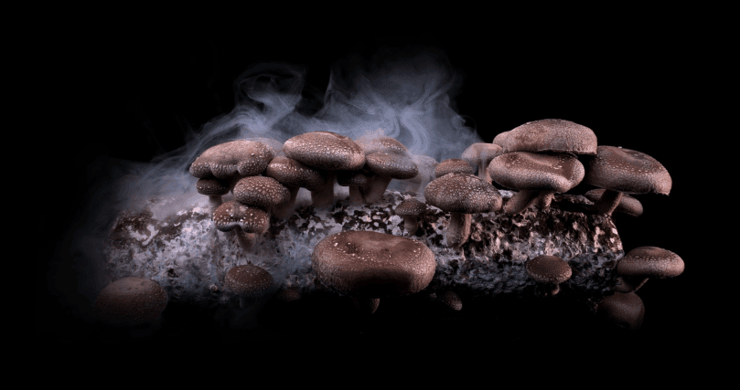 VR-esitys lautasen takana on suussa sulavaa nautintoa